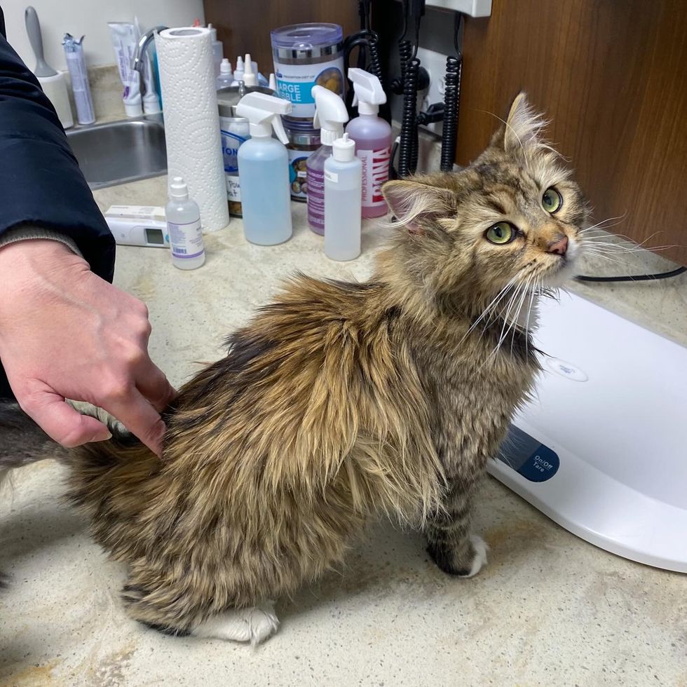 stray cat fluffy safe