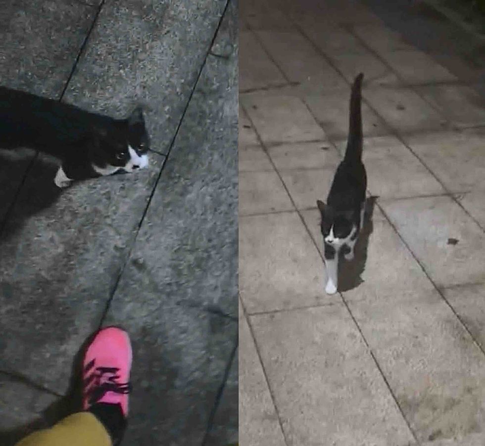 stray cat follows home