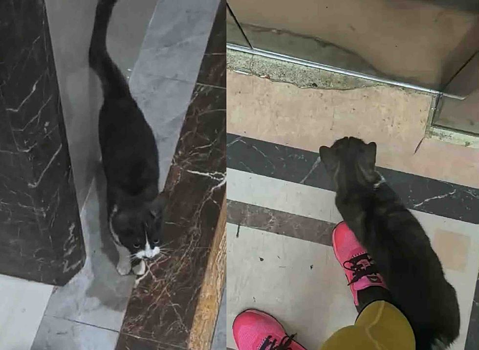 stray cat follows home