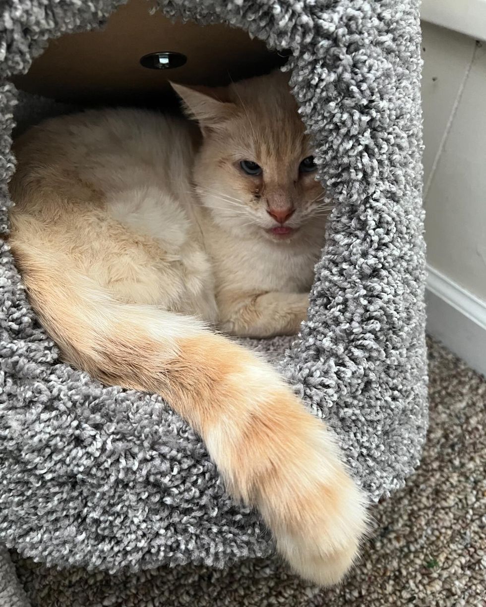 stray cat foster home