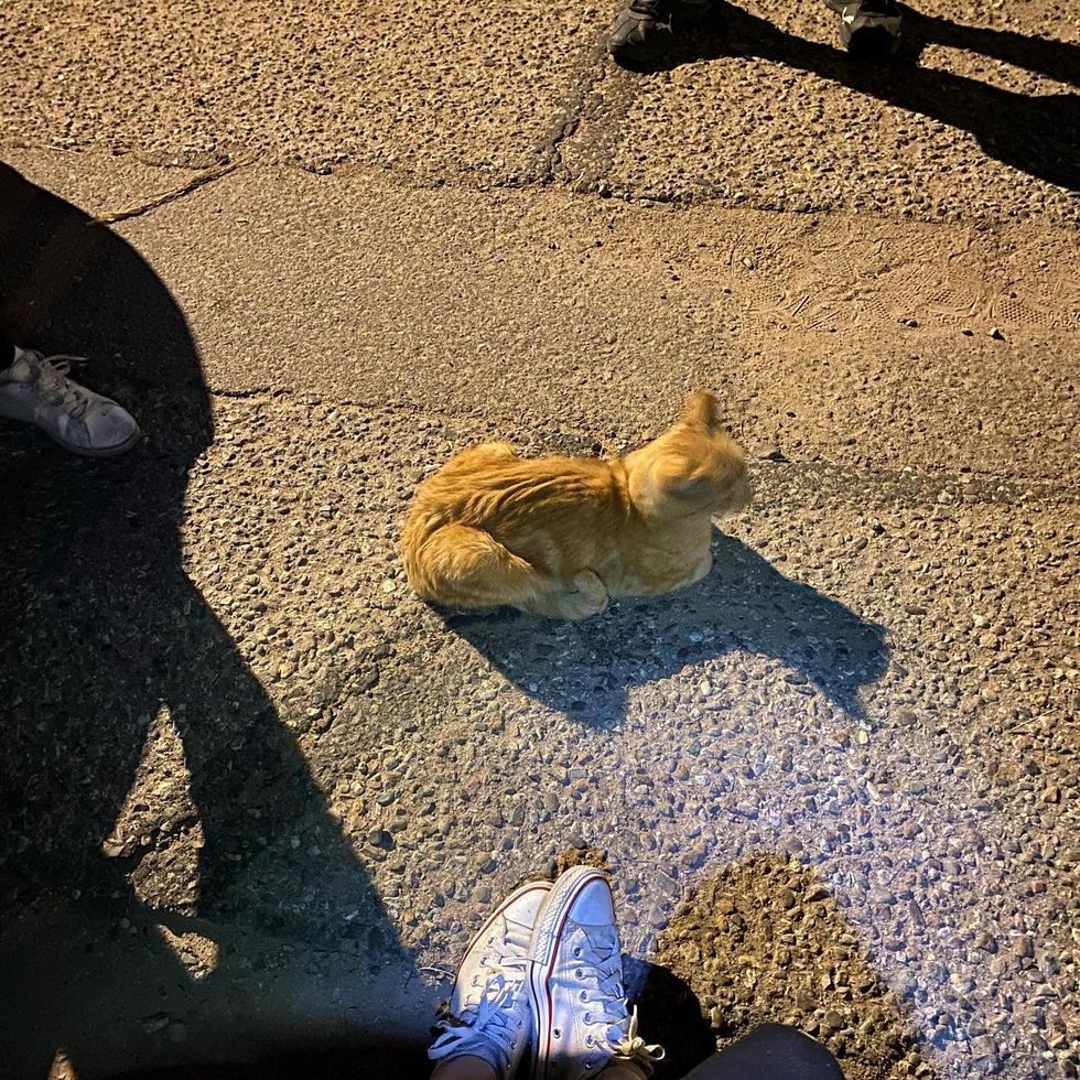 stray cat friendly