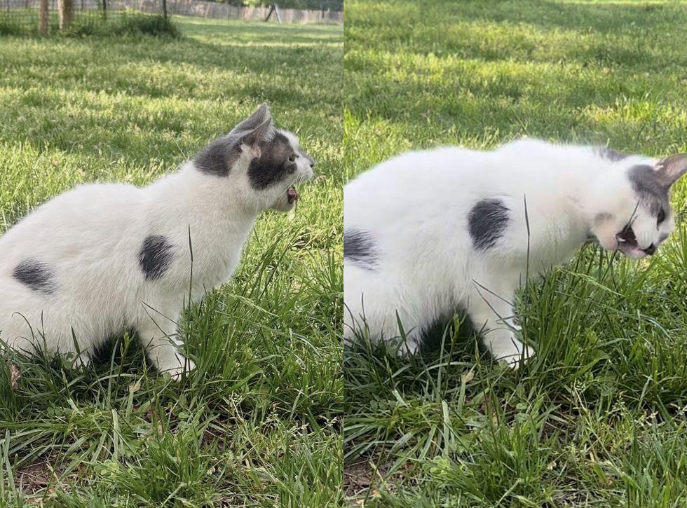 stray cat grass lawn