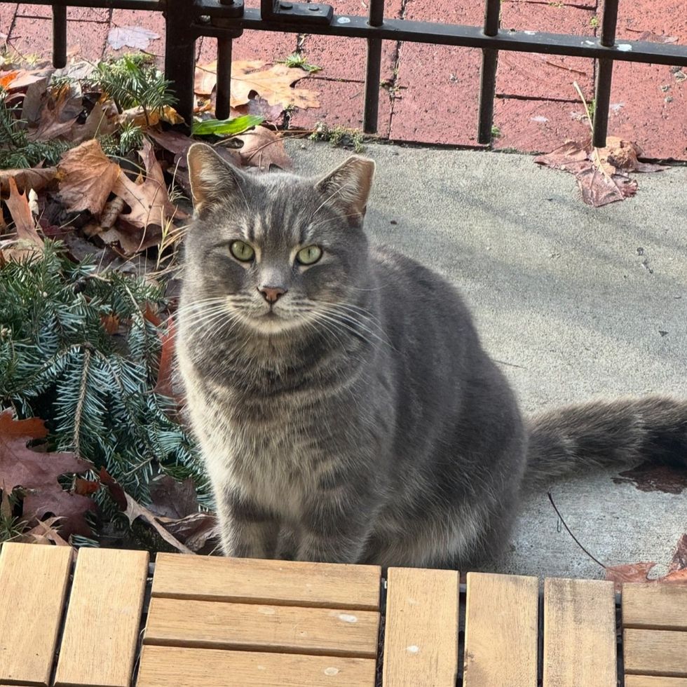 stray cat gray fluffy