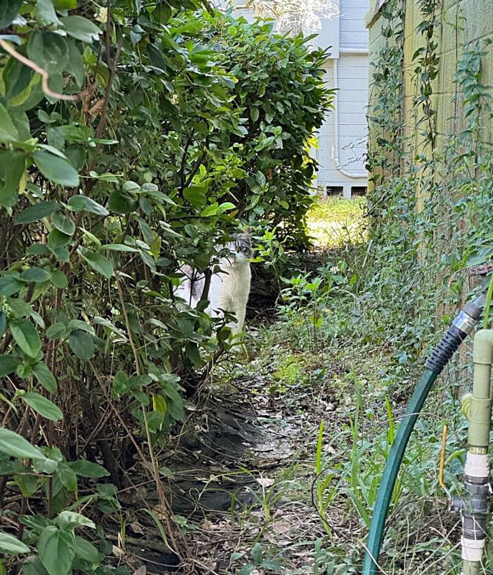 stray cat hiding bushes