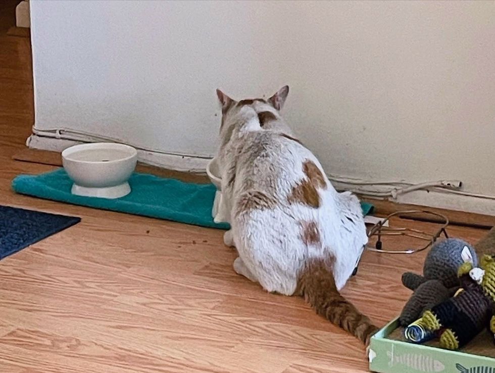 stray cat home indoors