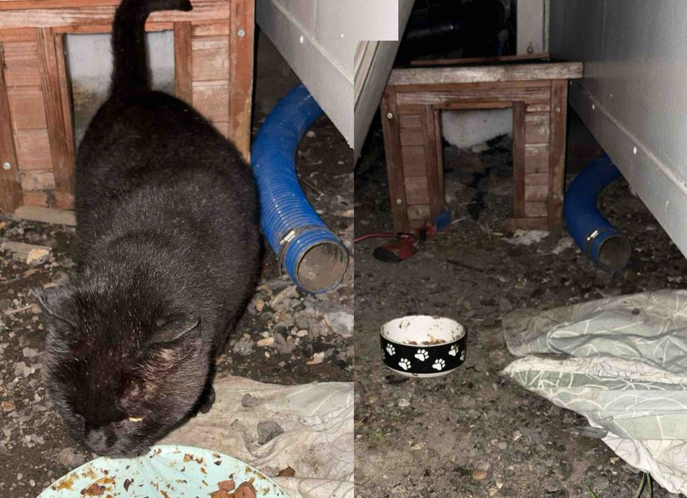 stray cat house outdoors