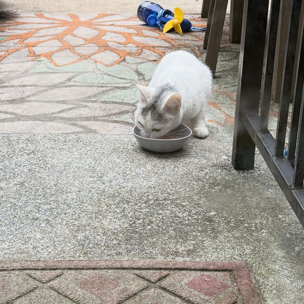 stray cat hungry food