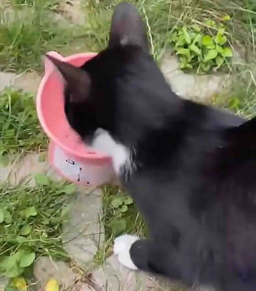 stray cat hungry