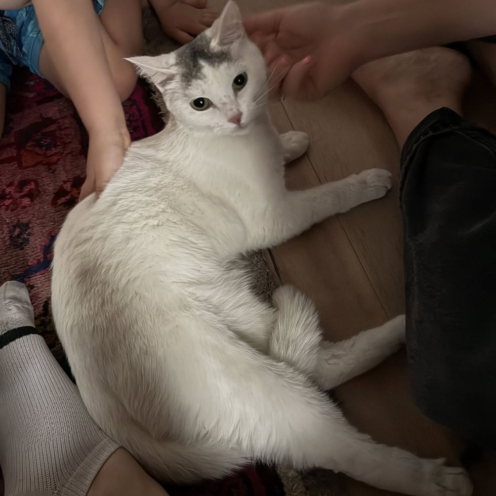 stray cat indoor snuggles