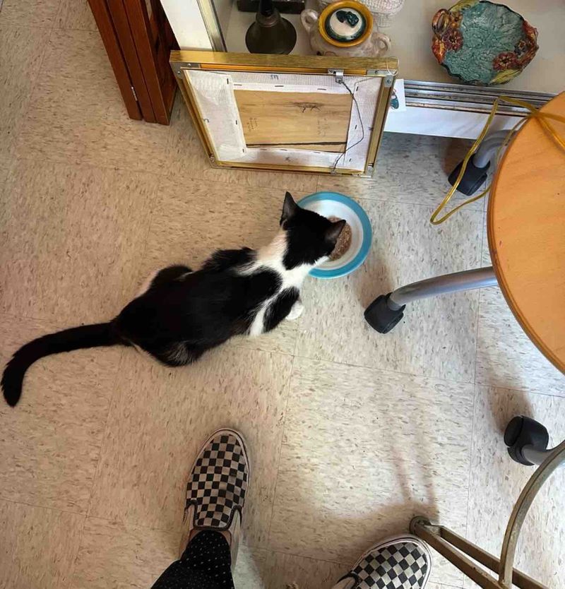 stray cat indoors eating