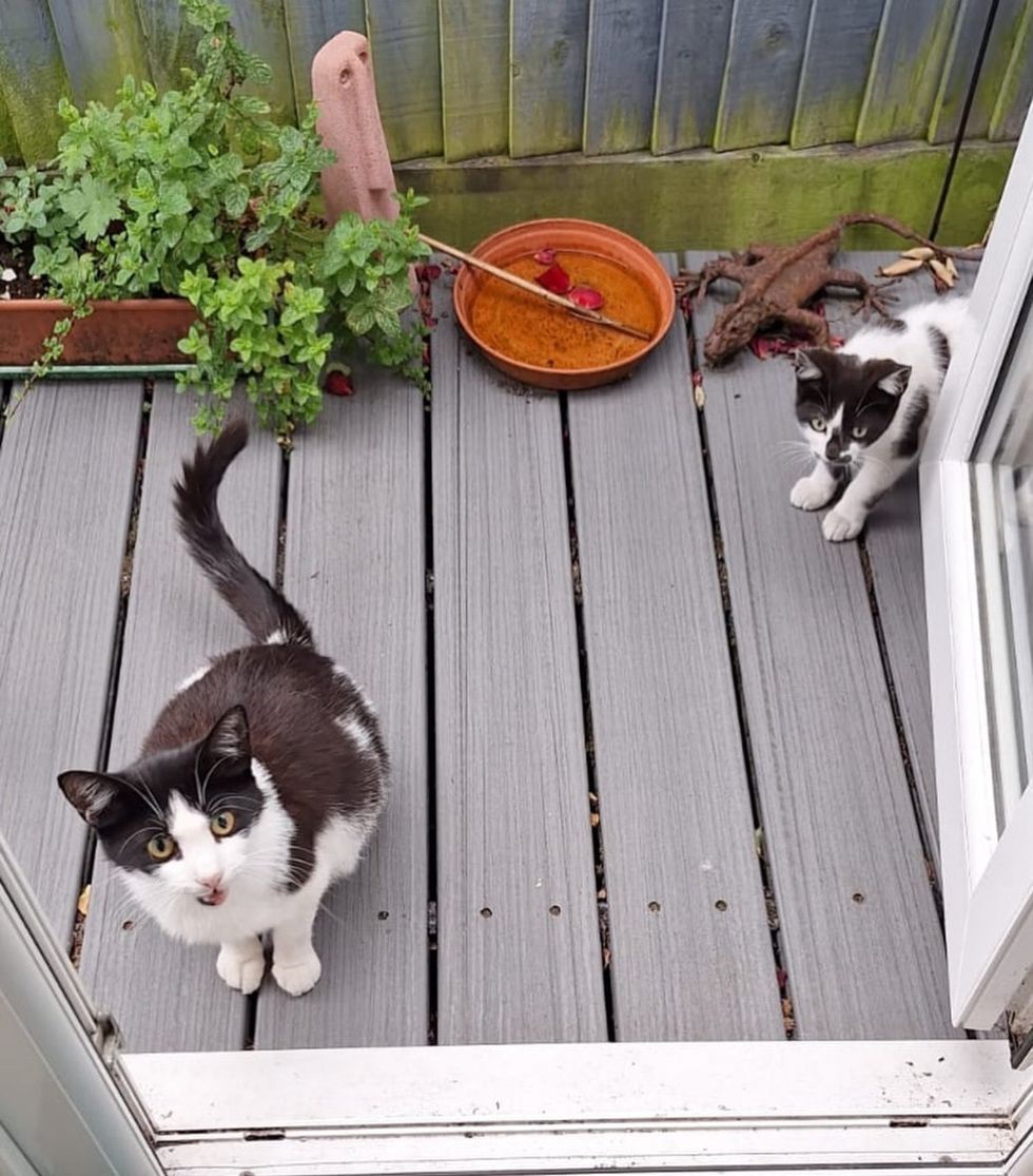 stray cat kitten door