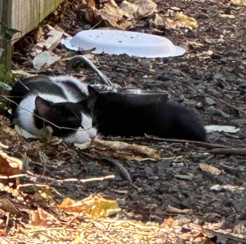stray cat kittens alley