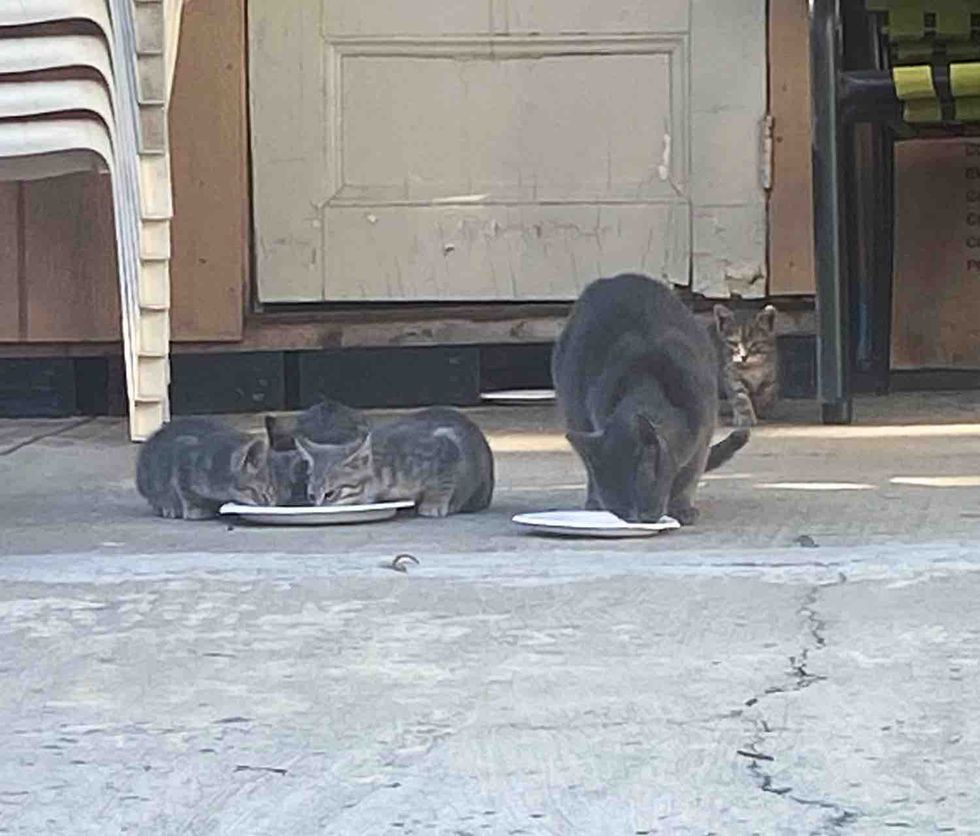 stray cat kittens outdoors