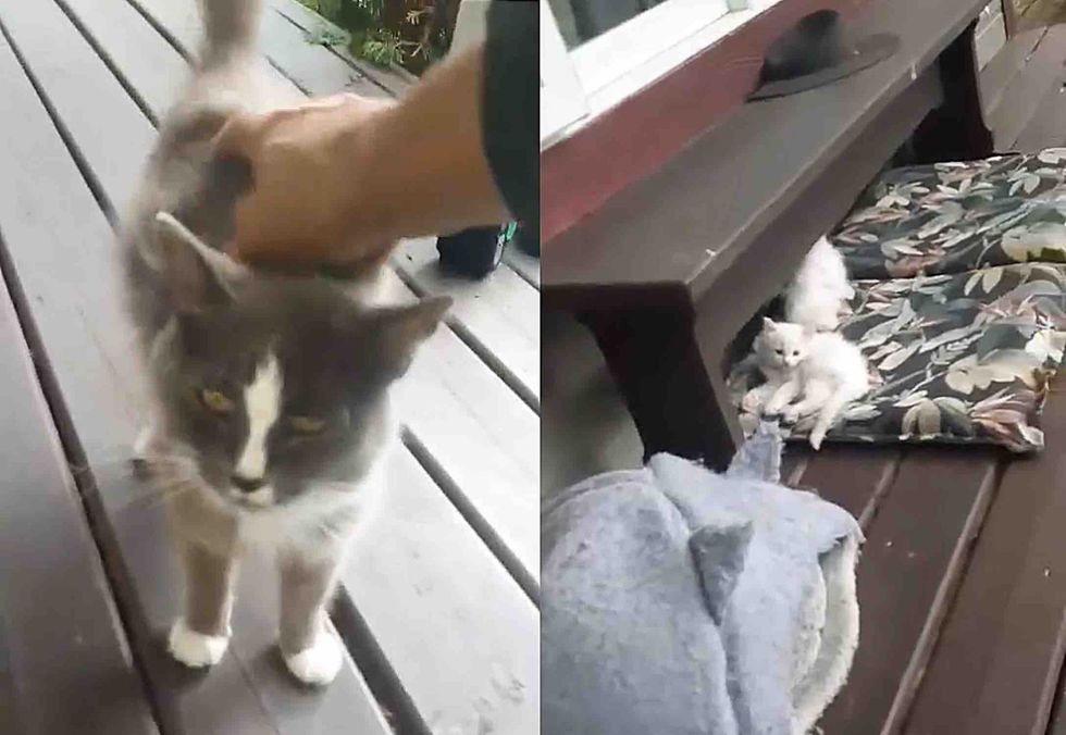 stray cat kittens porch