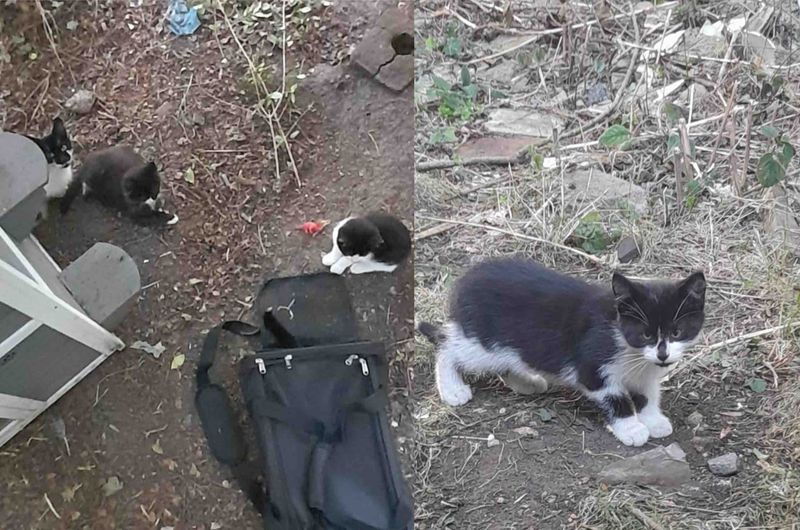 stray cat kittens yard