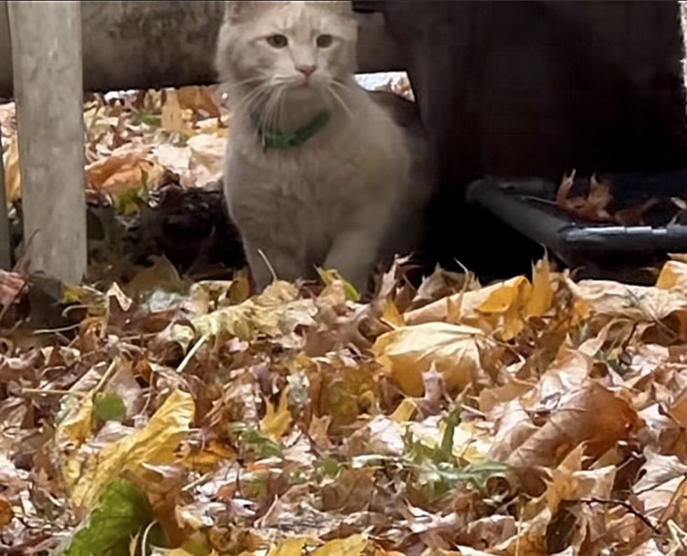 stray cat left behind