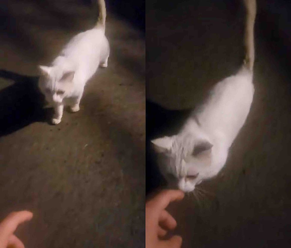 stray cat limp