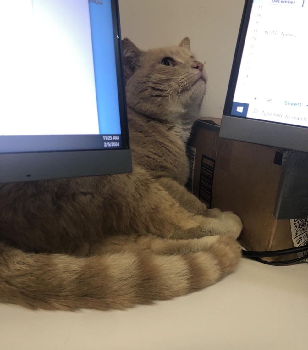 stray cat looking up desk
