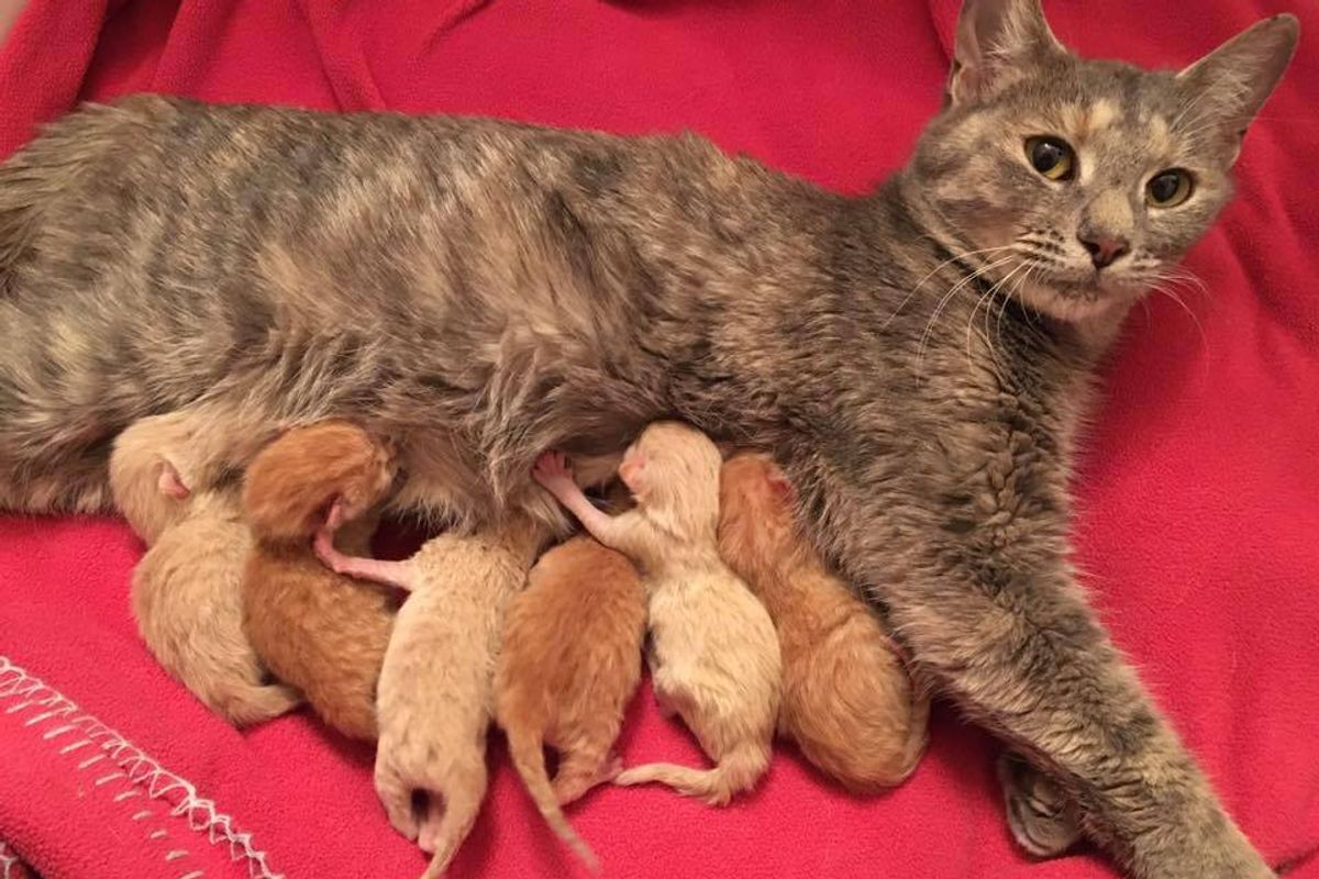 stray cat mama 6 ginger kittens given second chance
