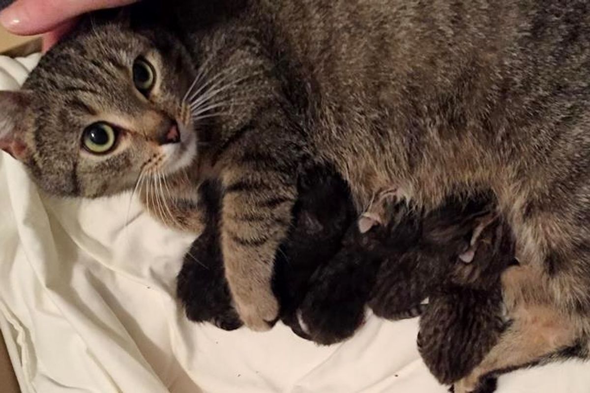 stray cat mama her kittens saved