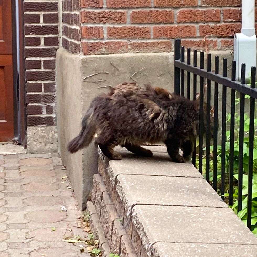 stray cat matted fur