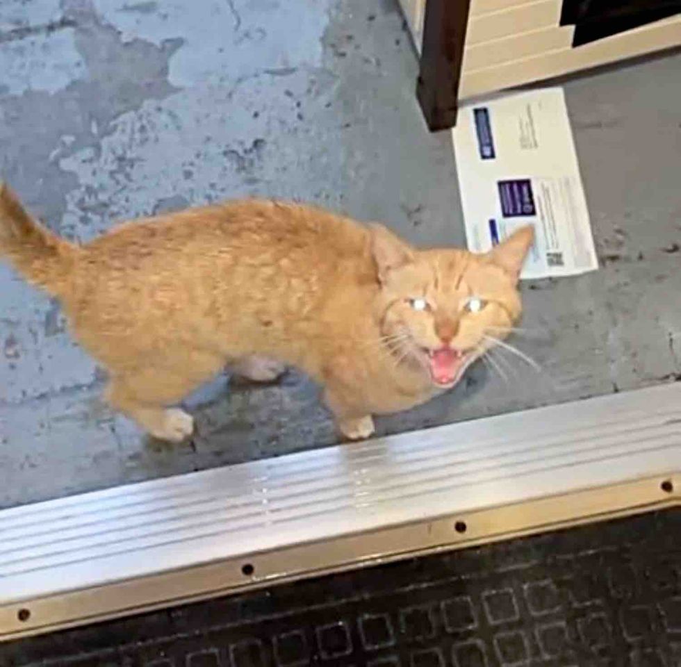 stray cat meowing