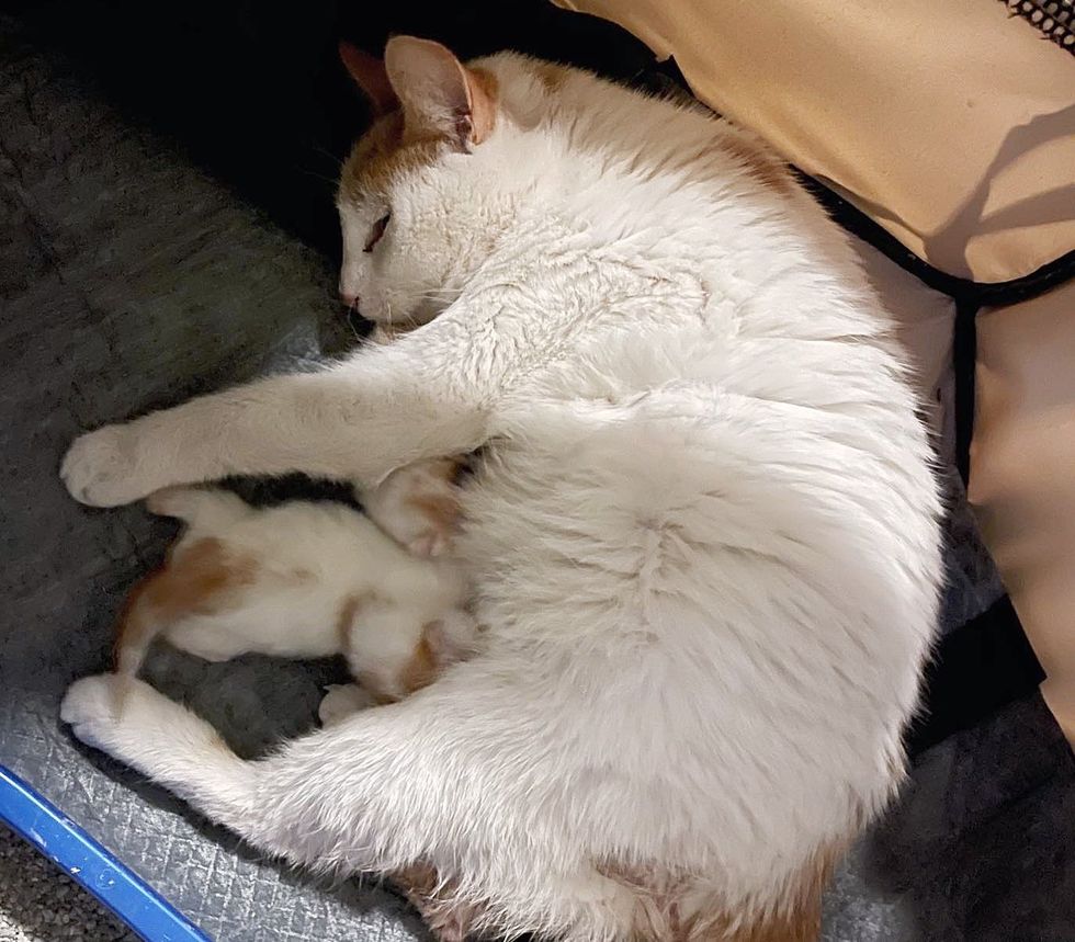 stray cat mom kittens