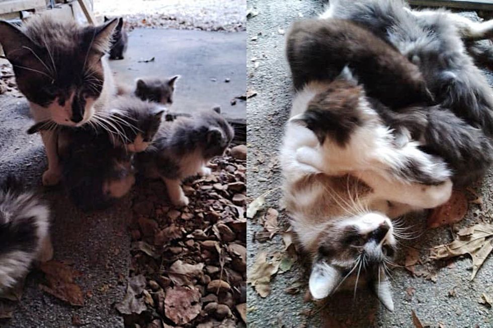 stray cat mom nursing kittens