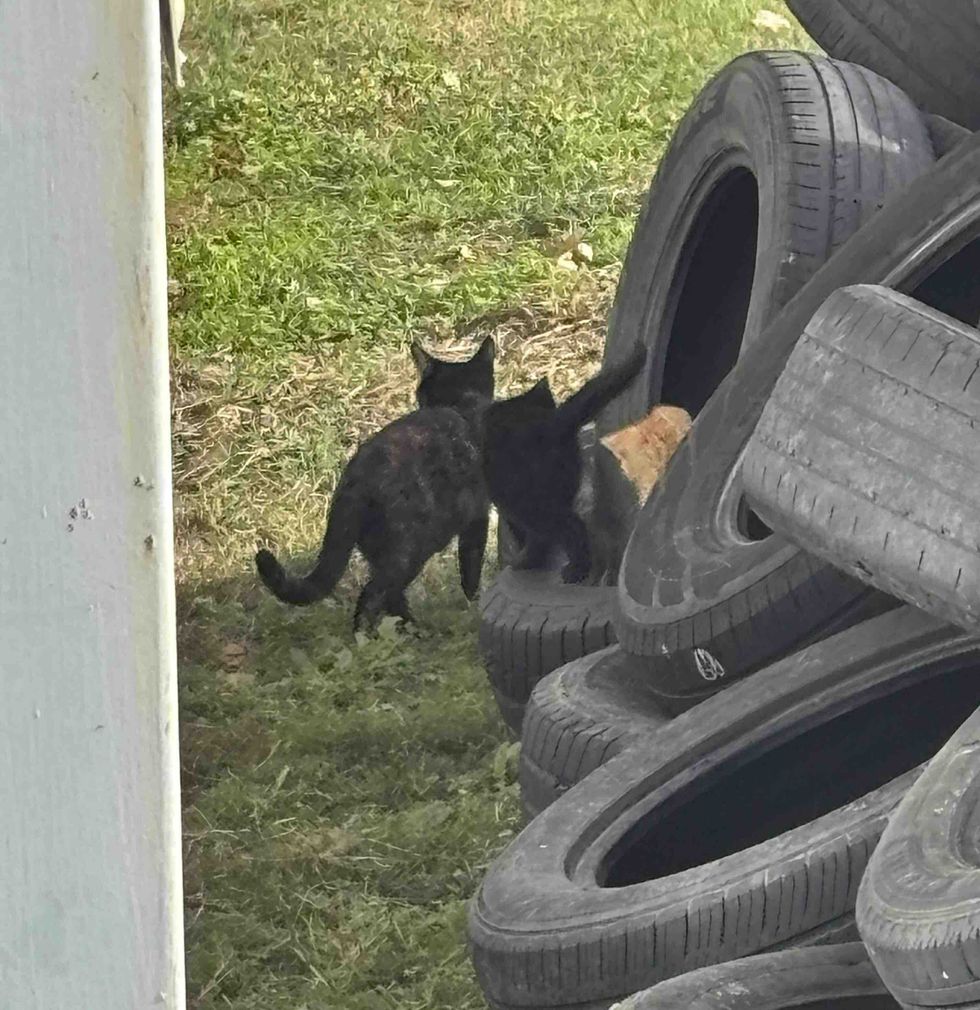 stray cat mother kittens