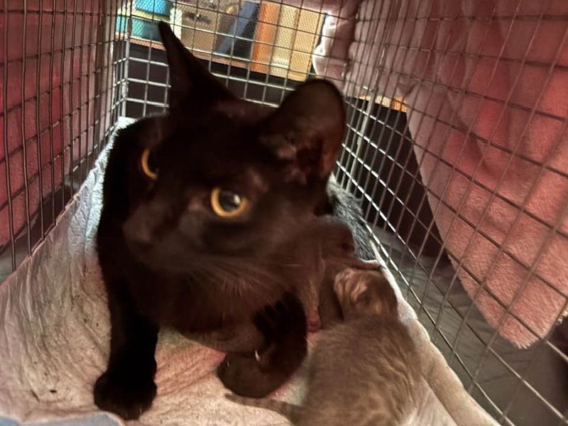 stray cat mother newborn kittens