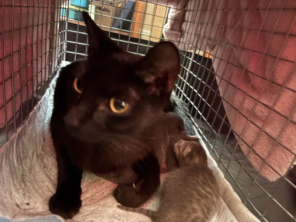 stray cat mother newborn kittens