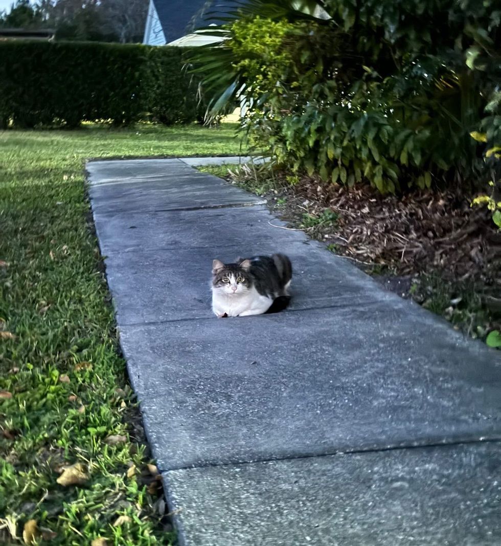 stray cat neighborhood