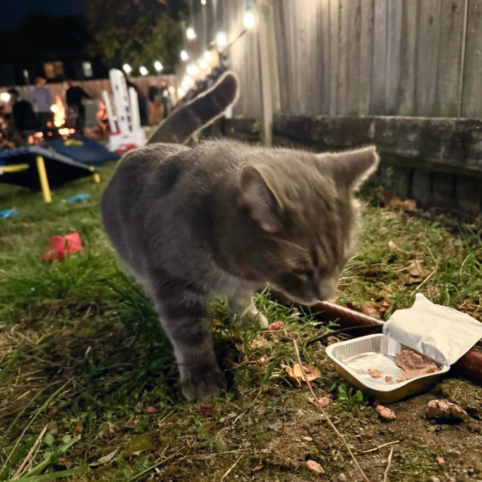 stray cat neighborhood