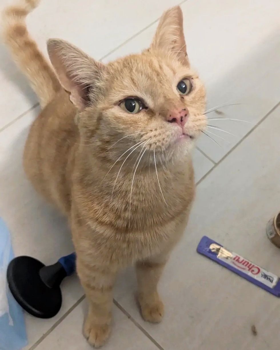 stray cat orange freckles