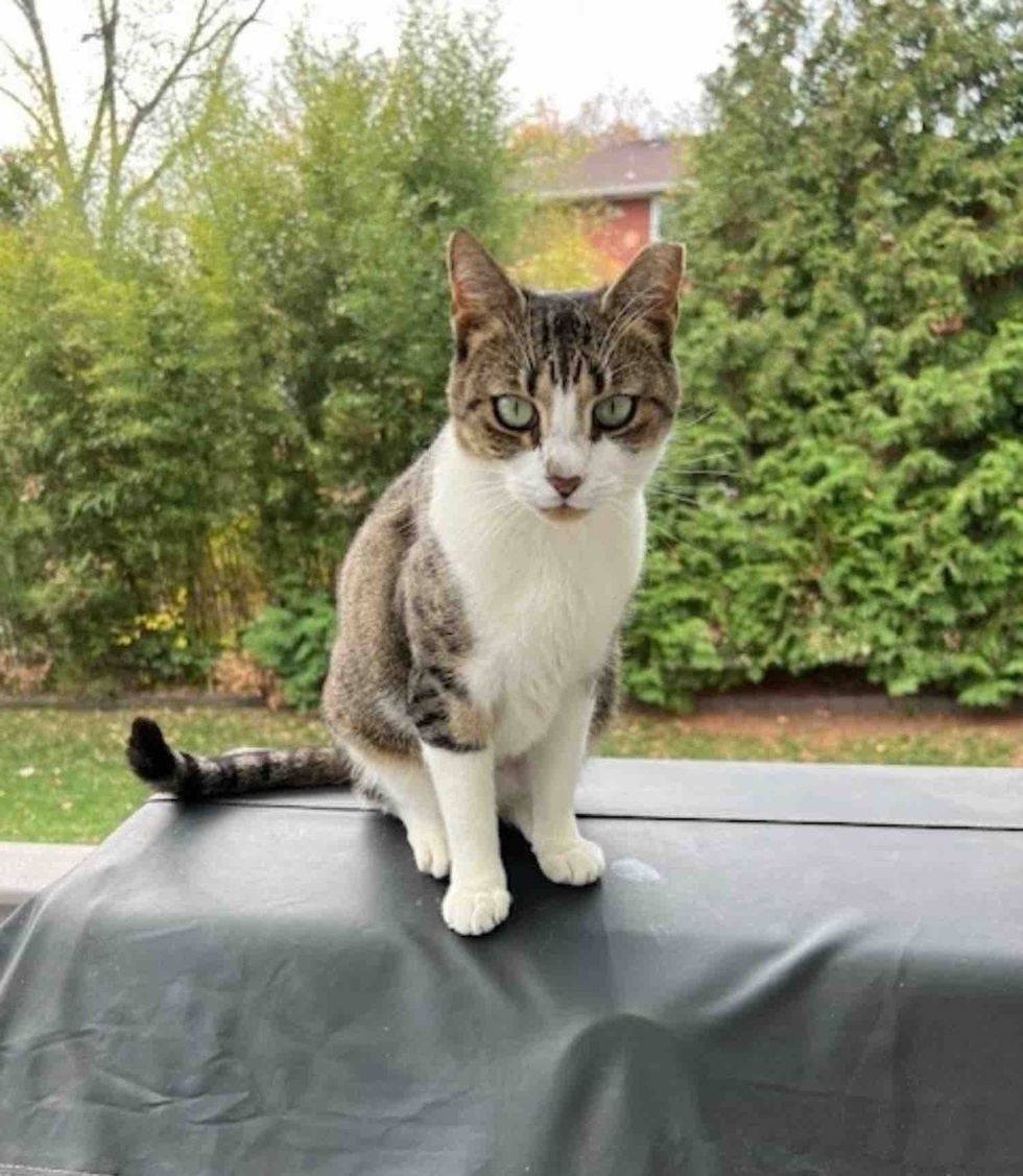 stray cat outdoors