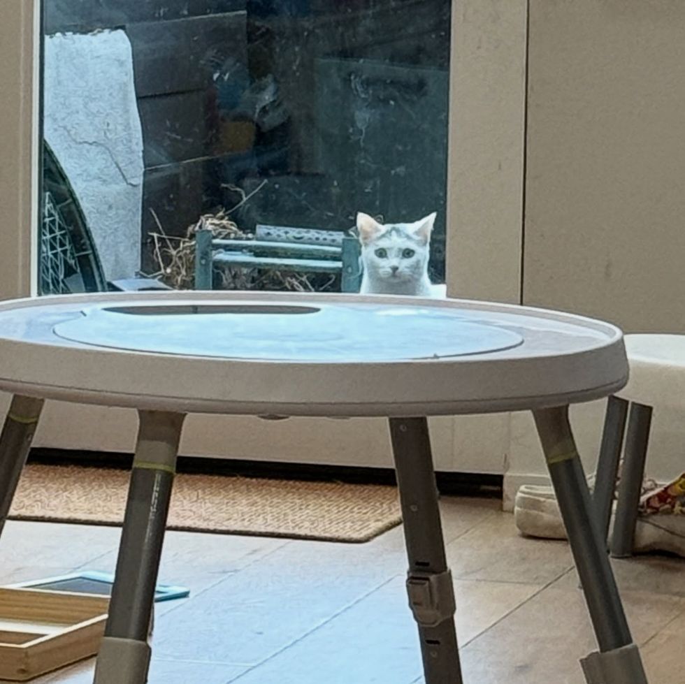 stray cat peeking door