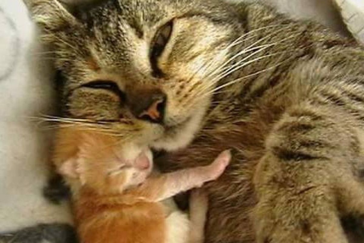 stray cat picks woman to help her with her babies
