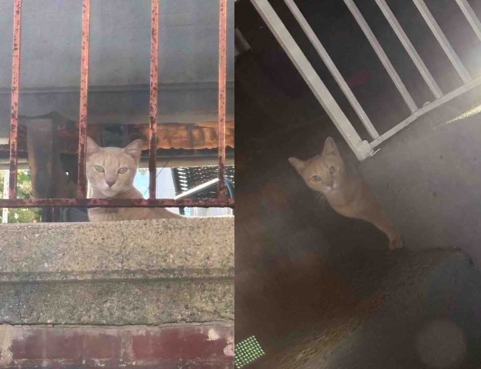 stray cat porch railing