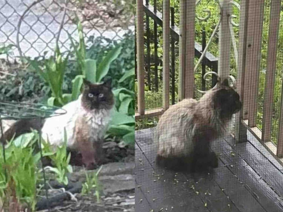 stray cat porch