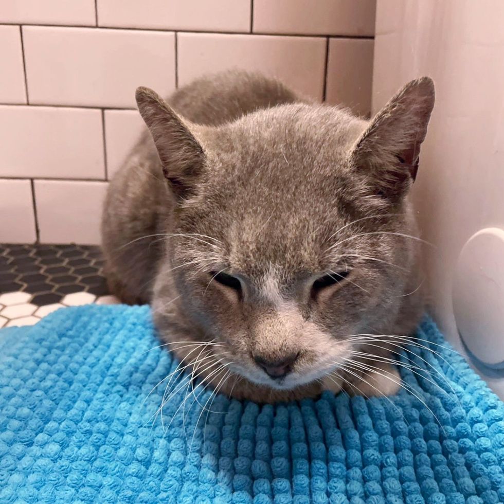 stray cat rescued home