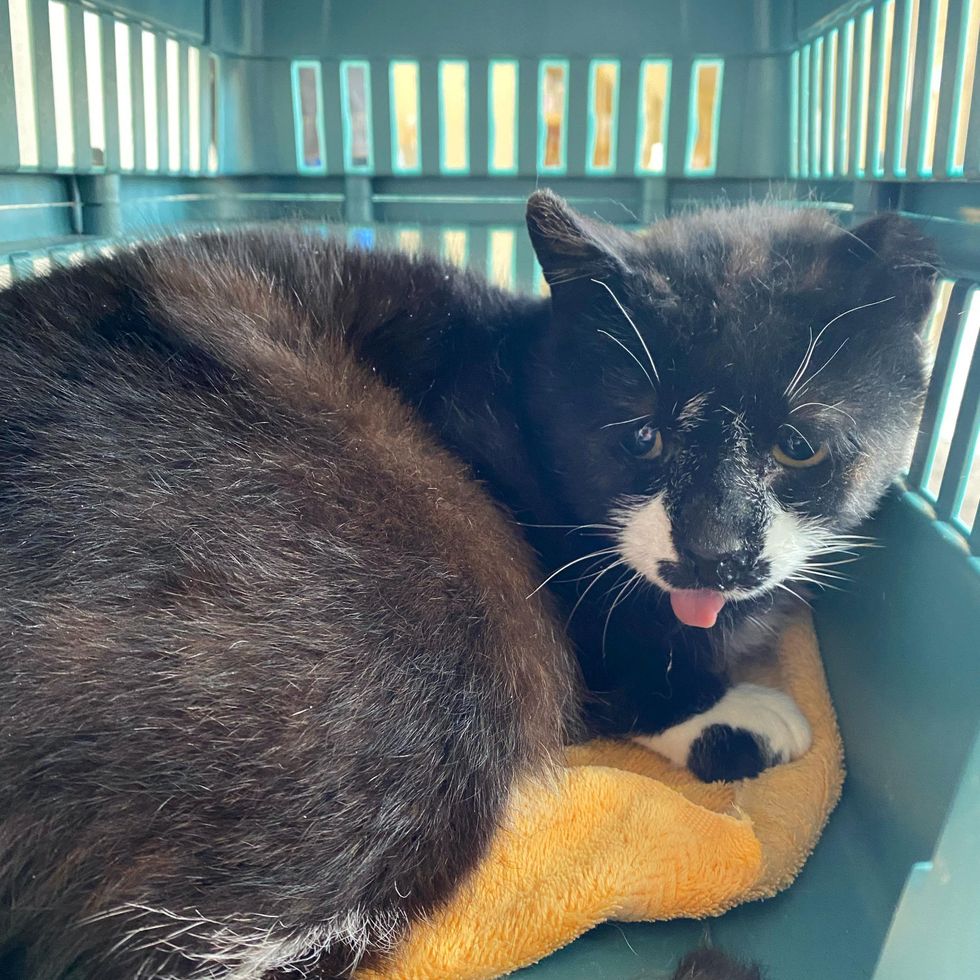 stray cat rescued tongue