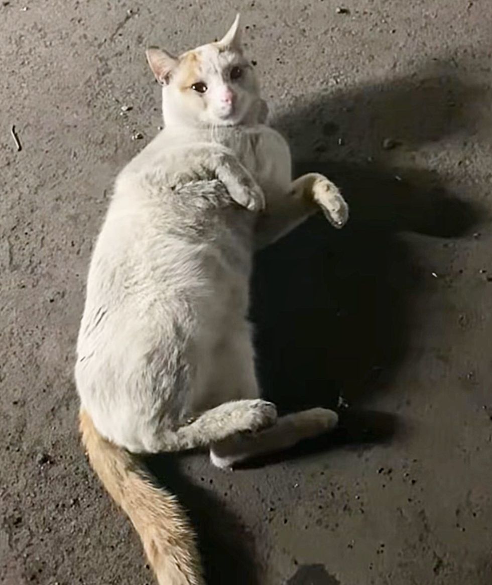 stray cat rolling around