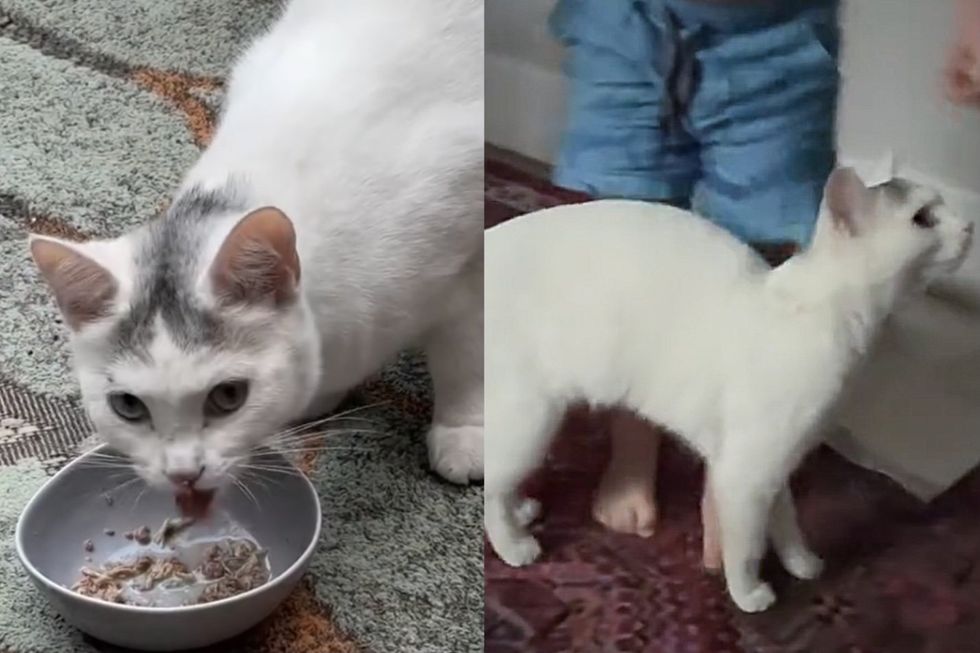 stray cat rubs legs