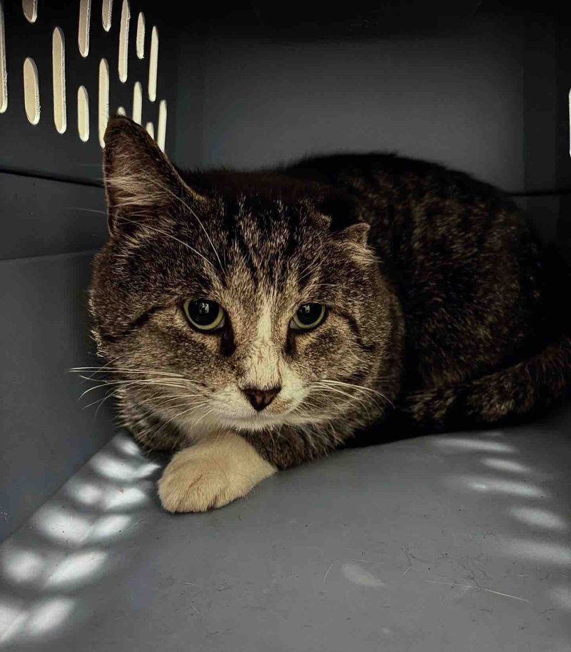 stray cat safe carrier