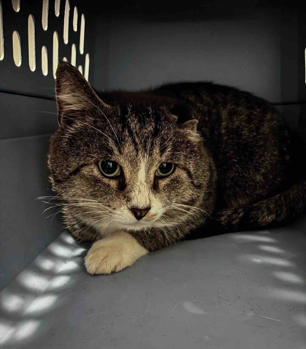 stray cat safe carrier