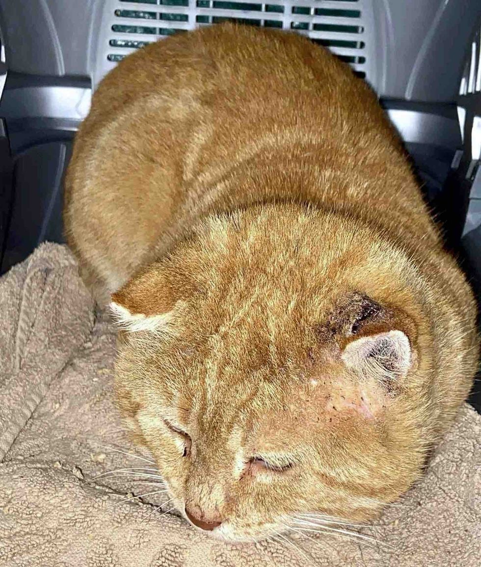 stray cat safe carrier