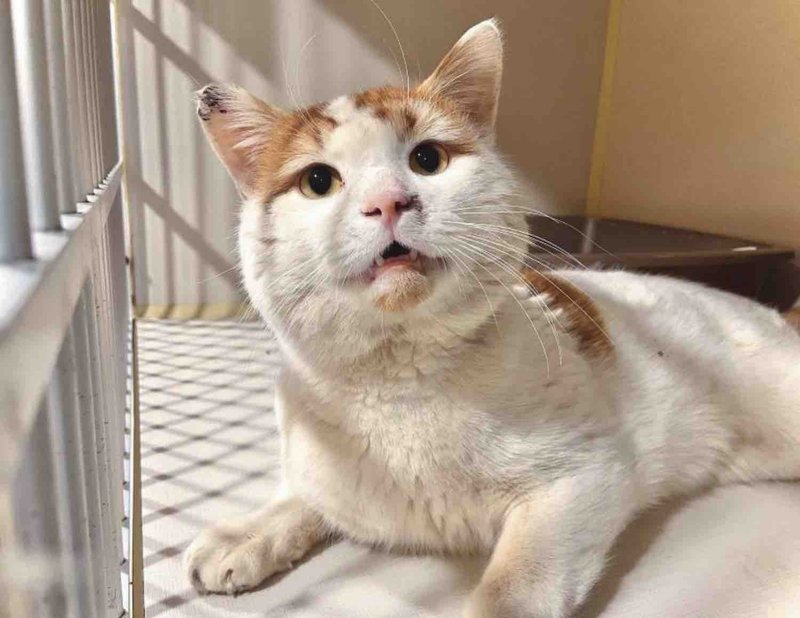 stray cat safe indoors