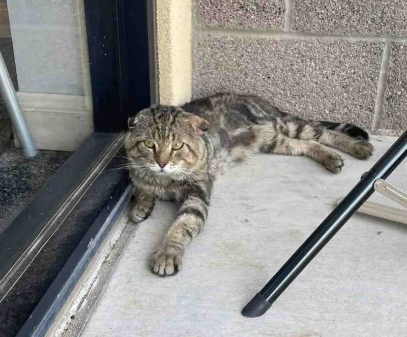 stray cat shopping center