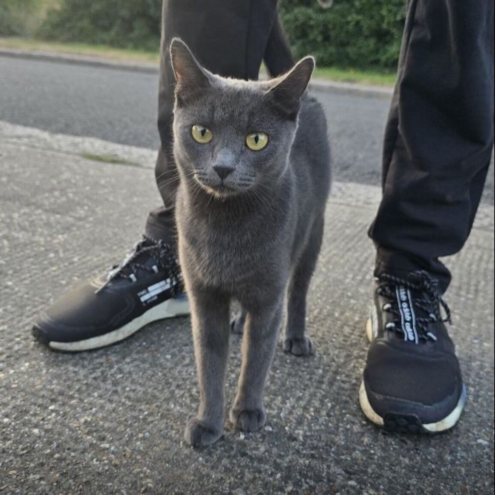 stray cat skinny