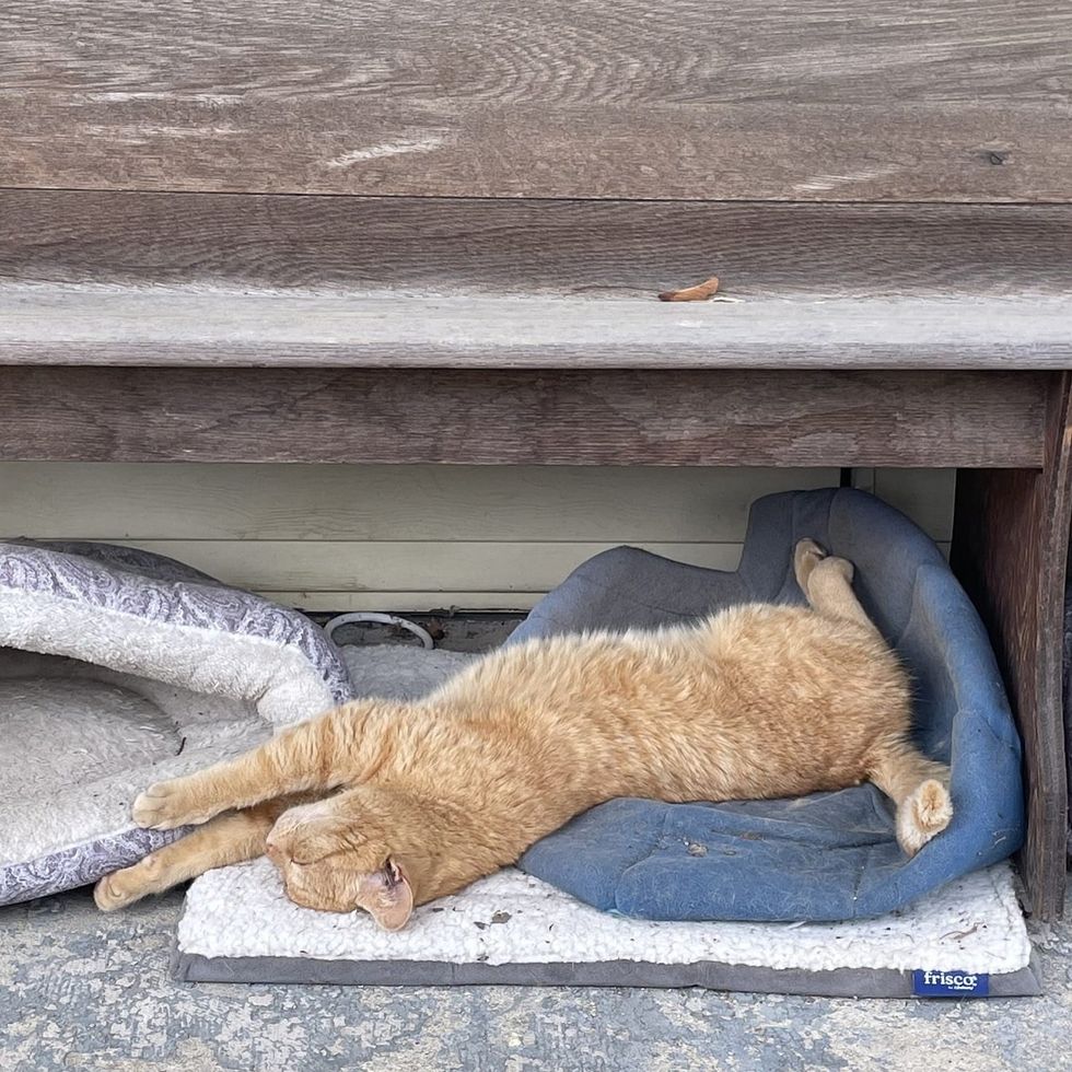 stray cat sleeping porch